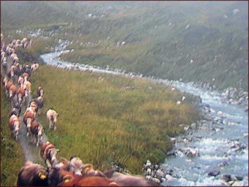 transhumance