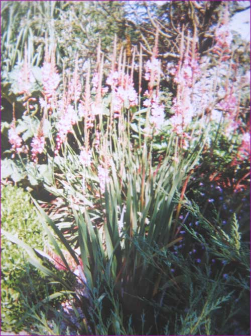 watsonia