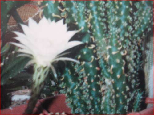 cactus-en-fleu