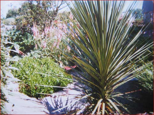 cordyline