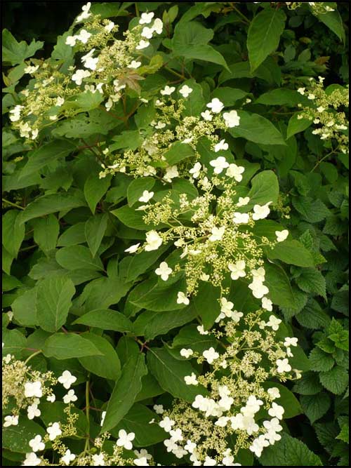 hortensia-grimpant