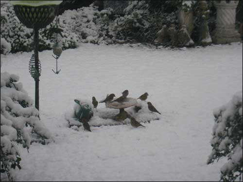 les-oiseaux-du-jardin