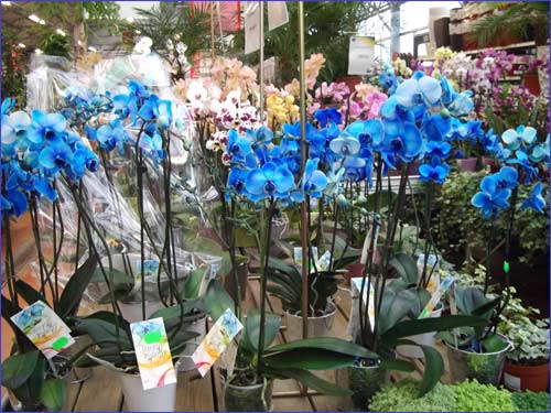 les-orchidees-bleues
