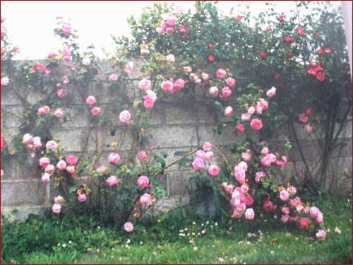 roses-anciennes