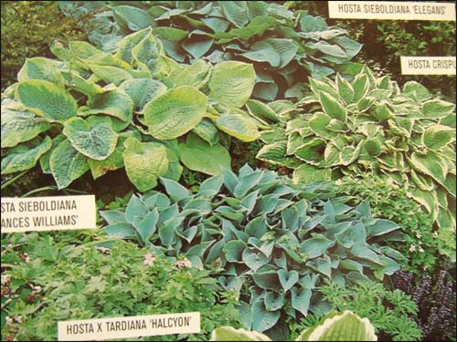 hosta-big-dady-