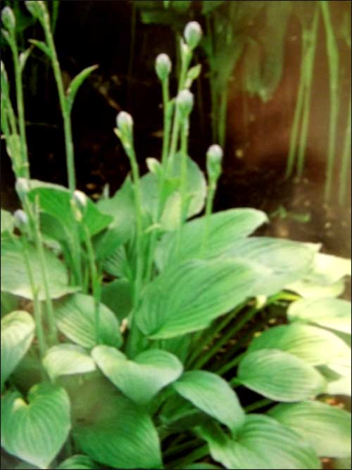 hosta-big-dady-