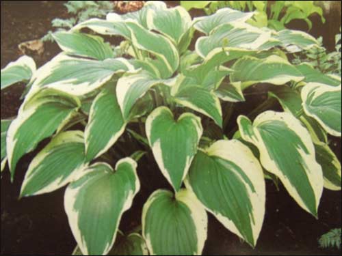 hosta-fortunei-francee