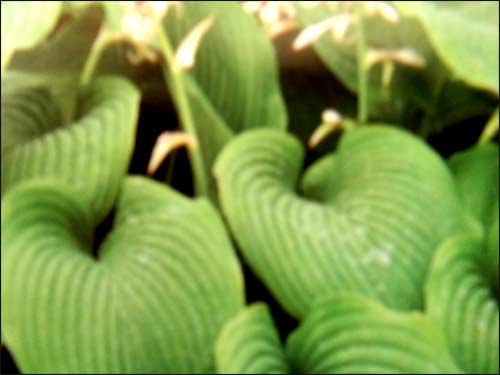 hosta-montana