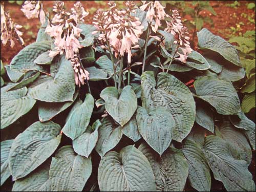 hosta-sielboldana-elegans