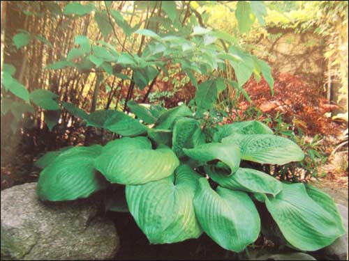 hosta-sum-and-substance