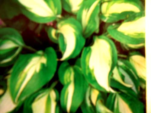 hosta-undulata