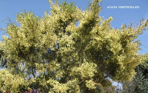 acacia-verticillata