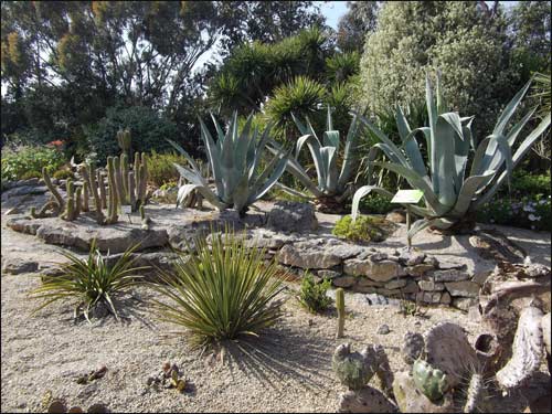 agaves-