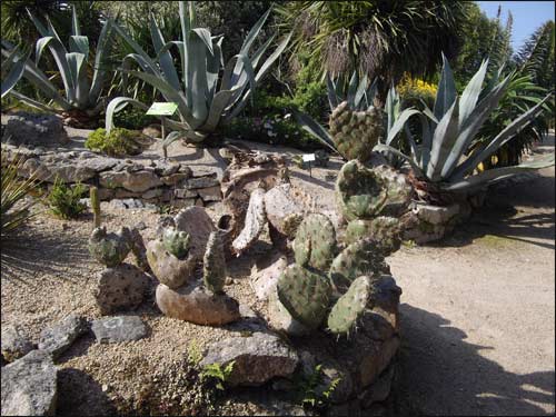 agaves et figuiers de barbarie