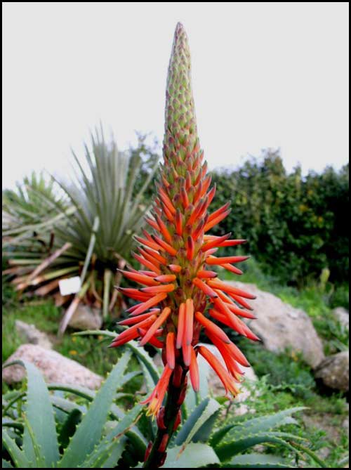 aloe_arborescens