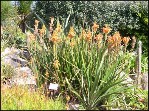 aloe_cooperi