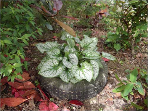 brunnera-en-avril-2011