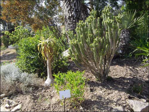 cactees-et-beaucarnea