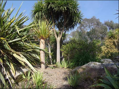 cordyline-et-dracenas