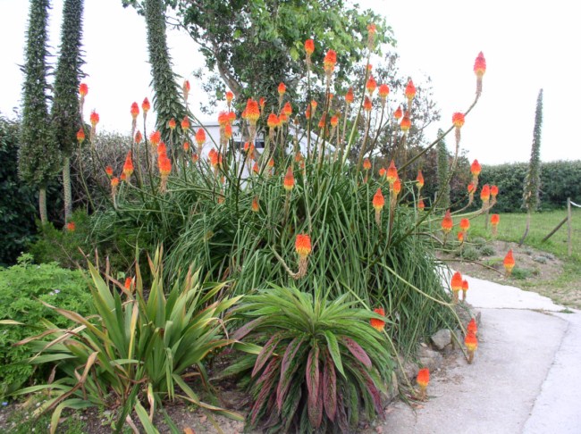 kniphofia_uvaria_