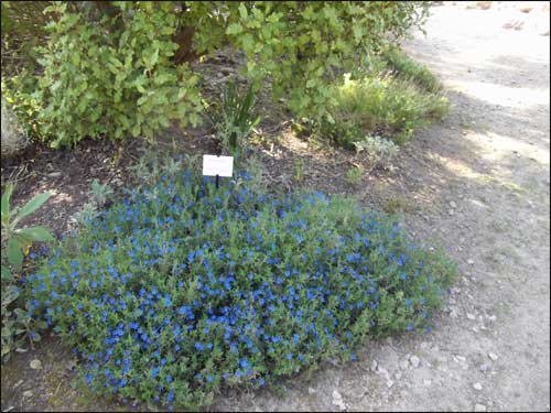 lithodora