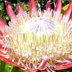 protea