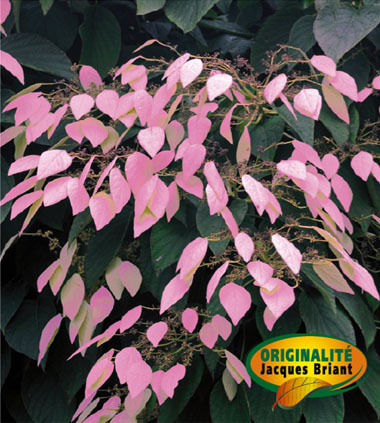 schizophragma_rose_sensation