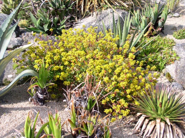 sedum_confusum_purpusii_