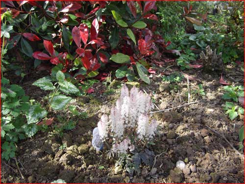 tiarella