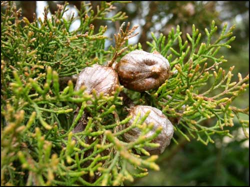 wriddingtonia_nodiflora