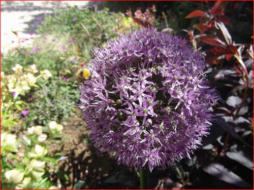 allium-