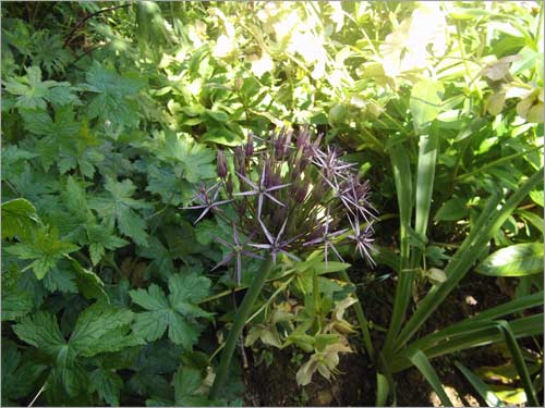 allium-