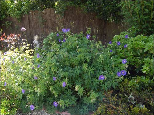 geranium-"Johnson-blue"