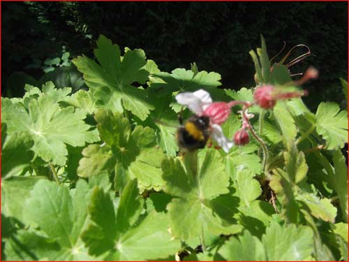 geranium-macrorrhisum