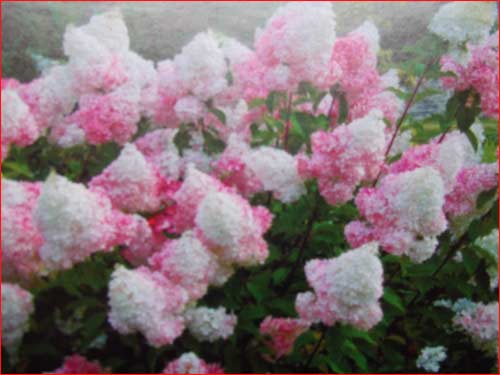 hydrangea-vanille-fraise