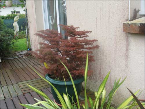 mon-cryptomeria-japonica