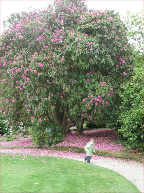 rhodo-geant