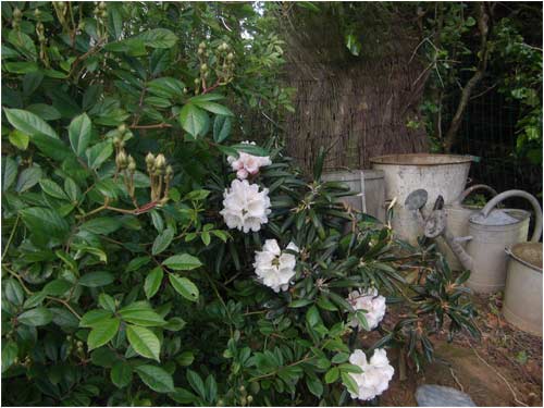 rhodo-yakushimanum