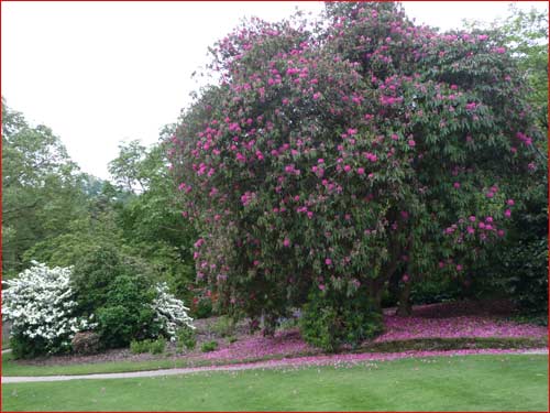 rhododendrons