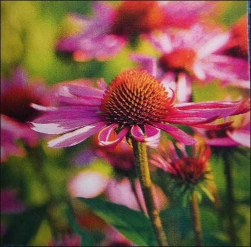 echinacea-purpurea" magnum"