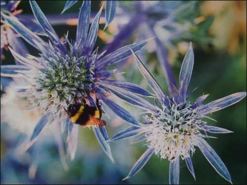 eryngium-bourgatii