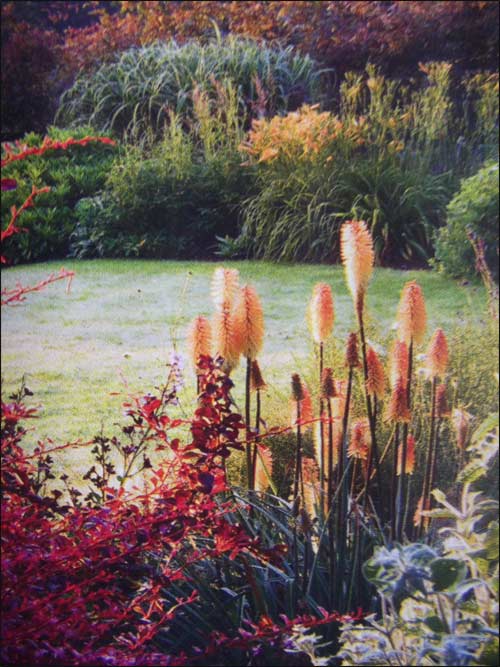 kniphofias