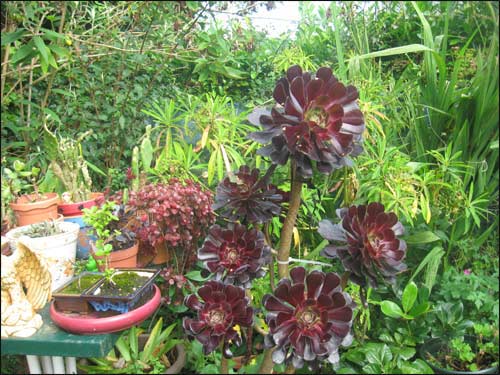 -mon-ancien-aeonium