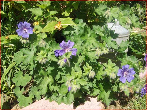 geranium-johnson-blue