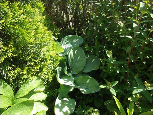 hosta-"sielboldana-elegans"