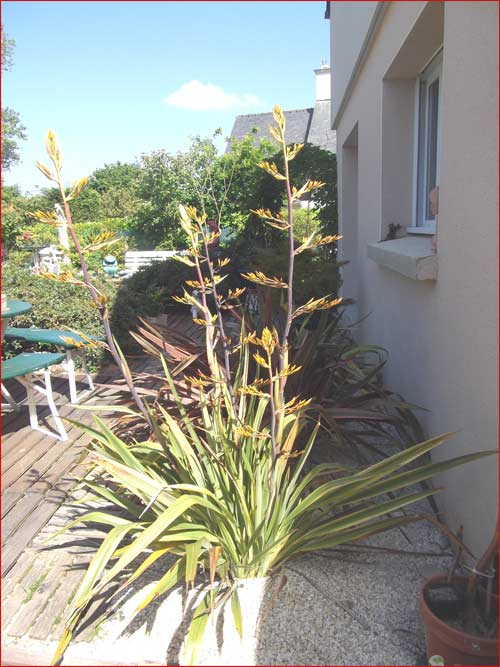 phormium-en-fleurs