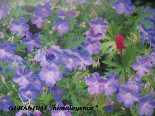 geranium-hymalayense