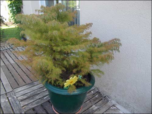 1_-cryptomeria-japonica au printemps