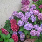 _-les-hortensias-