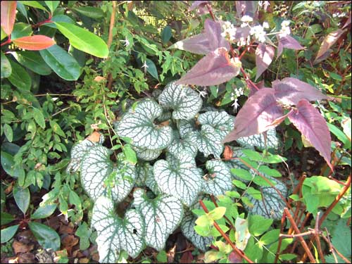 brunnera-variegata